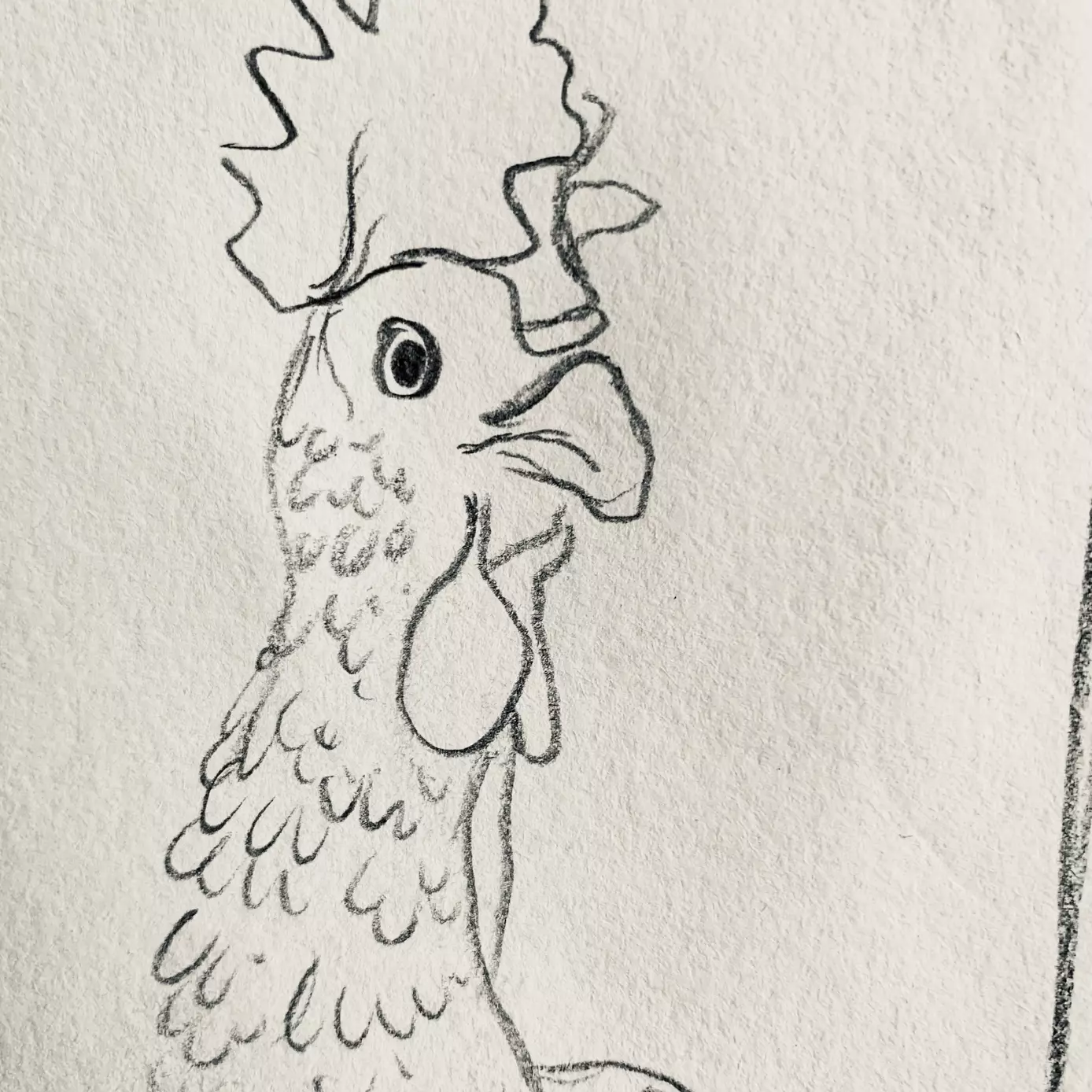 a line drawn head of a chicken, drawn in pencil. The chicken is slightly turned to the side, and has a serious look to her.